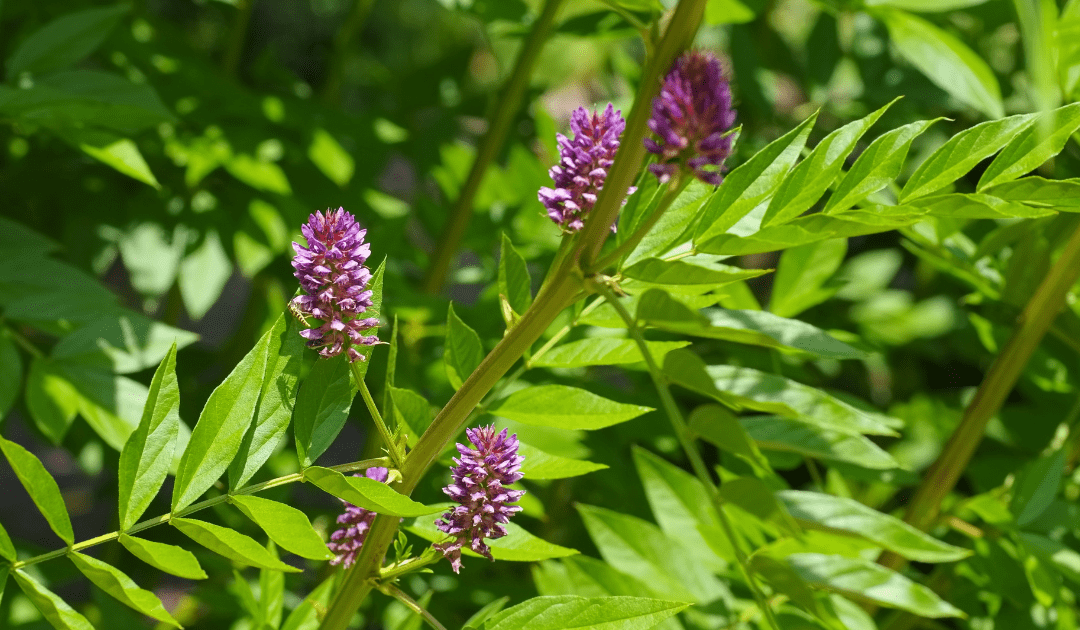 The Root of Liquorice,  Marshmallow & Glycine