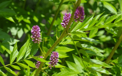 The Root of Liquorice,  Marshmallow & Glycine