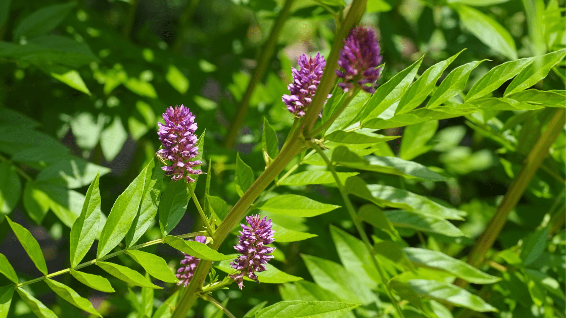 The Root of Liquorice,  Marshmallow & Glycine