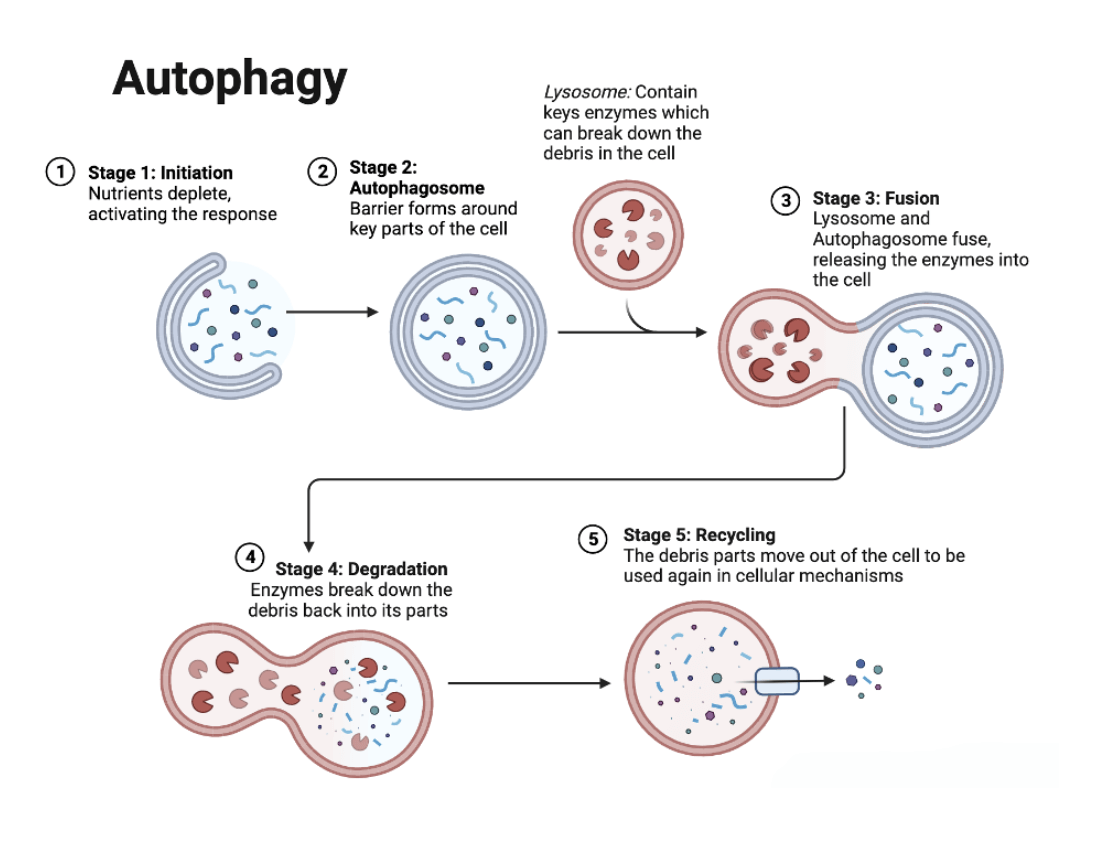 Basics of Cellular Renewal