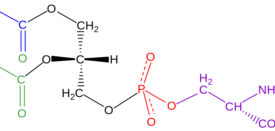 Understanding Phosphatidylserine