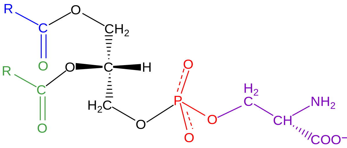 Understanding Phosphatidylserine